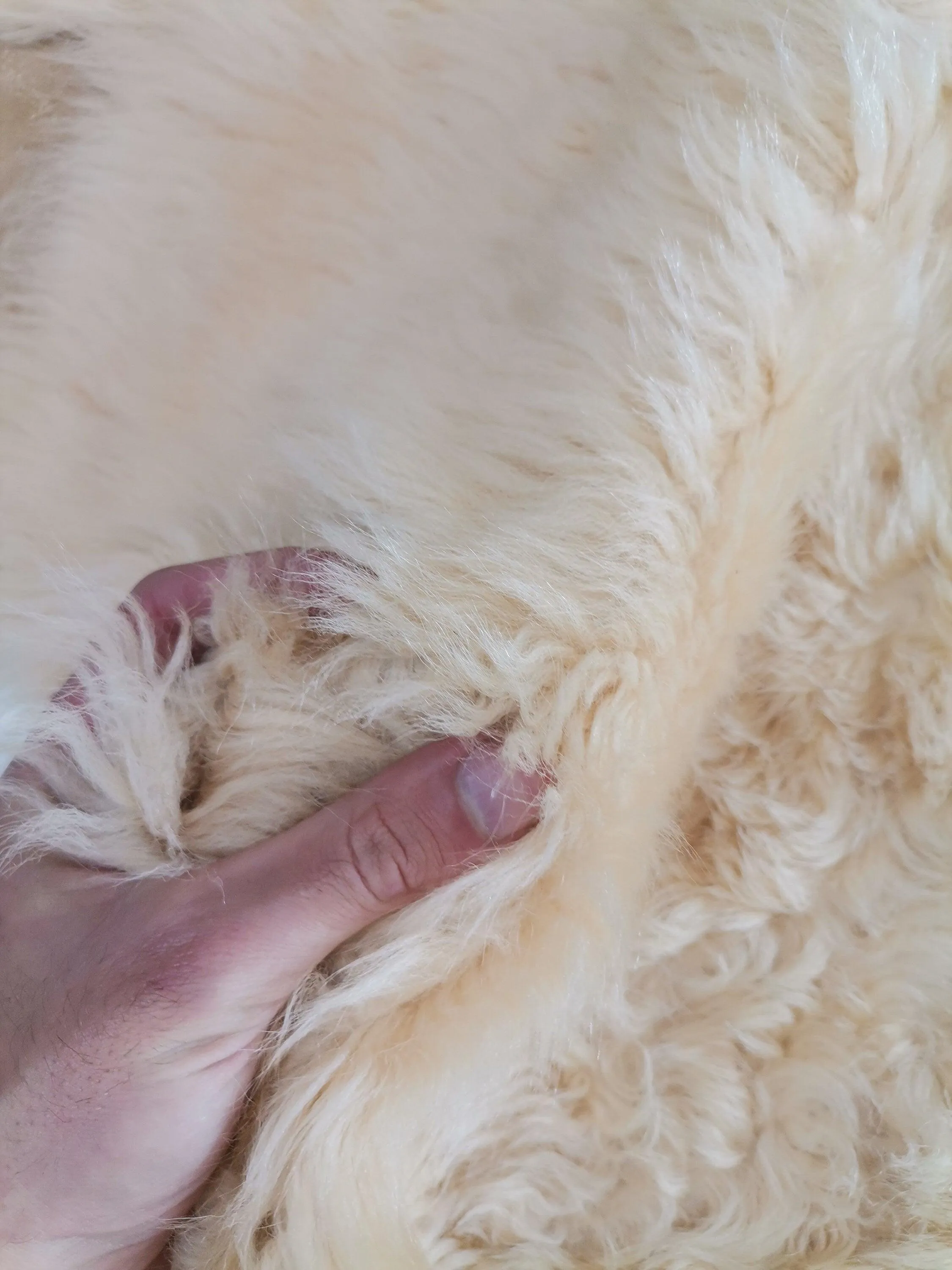 Sheepskin rug shearling leather hide, lambskin curly hair on, natural wool mouton leather